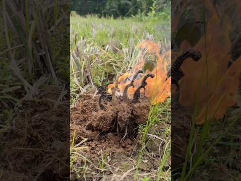 misteri padi sisa satu goyang goyang sendiri ternyata isi empat kujang sakti #mistis #viralshort
