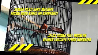 Begini Contoh Suara Murai Batu Bahorok Ngukluk Full Durasi Saat Lomba.