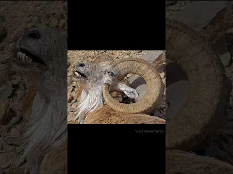GOAT के सींग क्यों काटे जाते हैं? By Wild Adventures