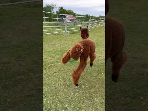 Be nice it’s their first day with legs #animals #farmanimals #alpaca #uselessfarm