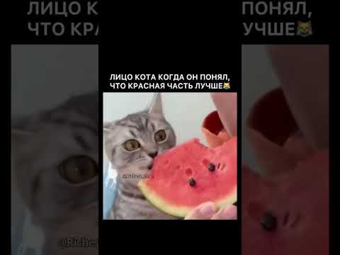 Когда пришло понимание... #shorts #приколы