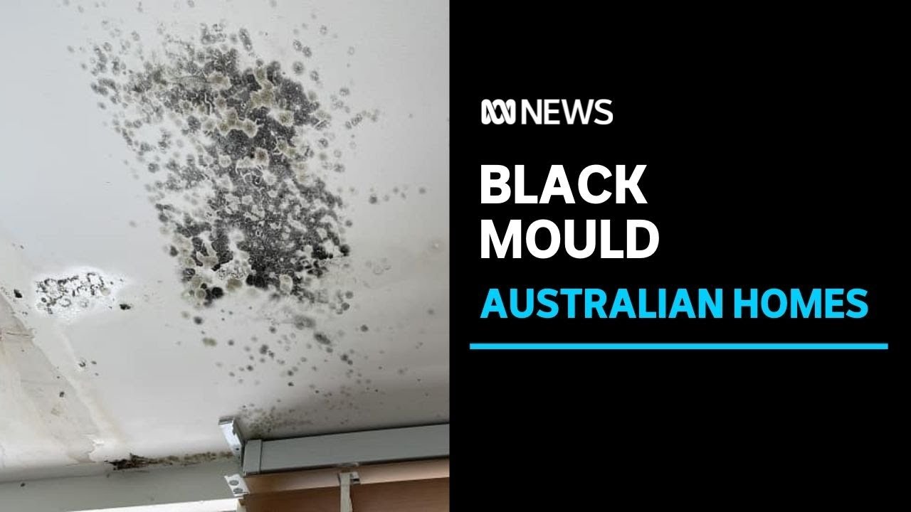 Mould-Related Illness Research Could be a ‘Game Changer’