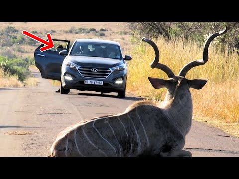 Tourist Ventures Out of Vehicle in Dangerous Game Area with Lions Nearby