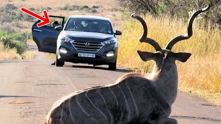 Tourist Ventures Out of Vehicle in Dangerous Game Area with Lions Nearby