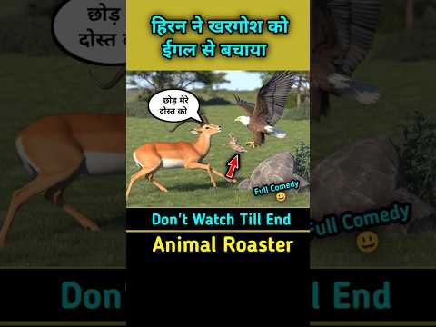 हिरन ने खरगोश को किससे बचाया? 😯 Impala saved rabit #shorts