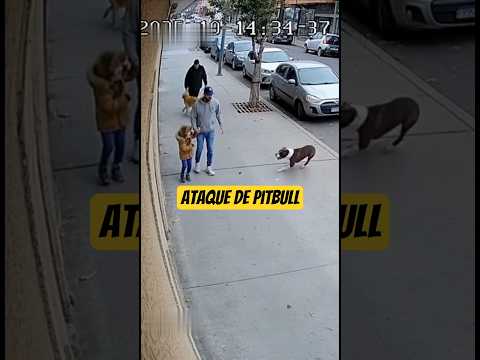 Pitibull tentou atacar o garotinho, mas foi Salvo. #pets #ataque #pitbull #curiosidades