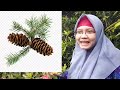 Ciri dan Klasifikasi Tumbuhan