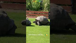 Giant tortoises moving in ultra slow motion at Prague Zoo 🐢 #shorts