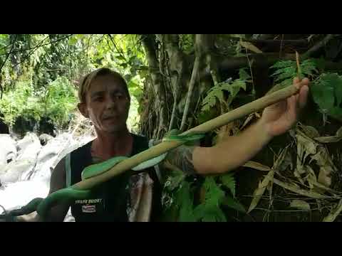 GREEN PIT VIPER VS #monsterhunter #viper #nature #snake #vs