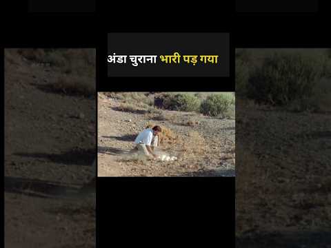 Stealing an egg proved costly #shortvideo
