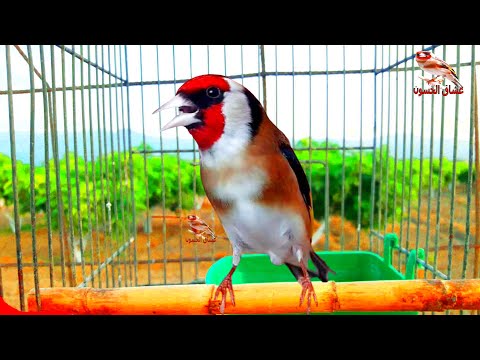 تغريد الحسون نار. مقنين صافي