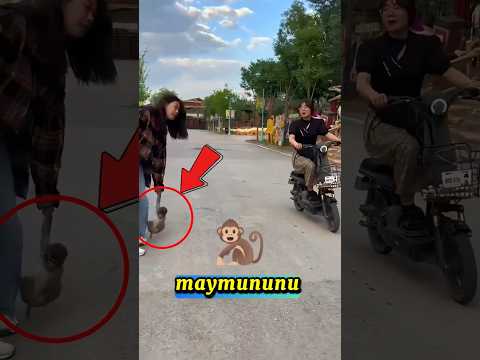 Yürüyüşe Çıkarılan Maymunun Komik Videosu😂😀