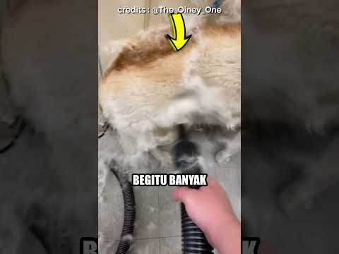 Apakah wajar bulu yang rontok sebanyak ini ?
