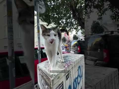 Cat fight 🐈 #cats #funny #funntcats