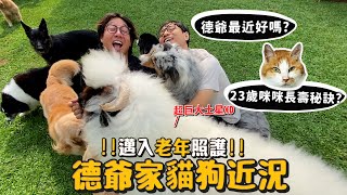 【德爺】德爺家狗貓近況!邁入老年照護!德爺最近好嗎?23歲咪咪長壽秘訣?【許伯簡芝】