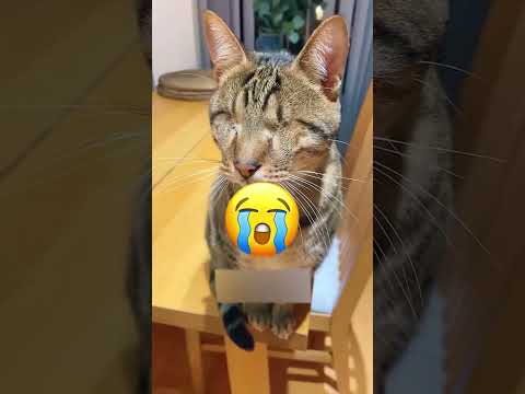 Они над ней смеялись… а потом она оставила их безмолвными! 😮🦵👏 #short