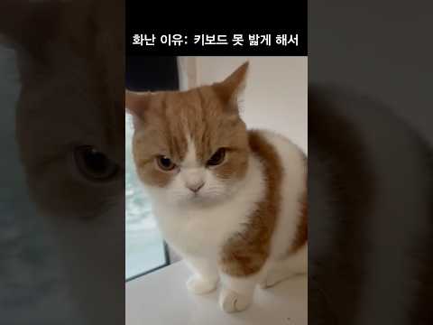 인스타 1억뷰 ‘그’영상 #화난고양이