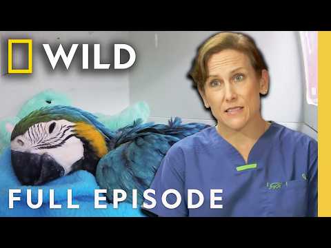 Return of the Dragon (Full Episode) | Dr. K's Exotic Animal ER | Nat Geo Animals