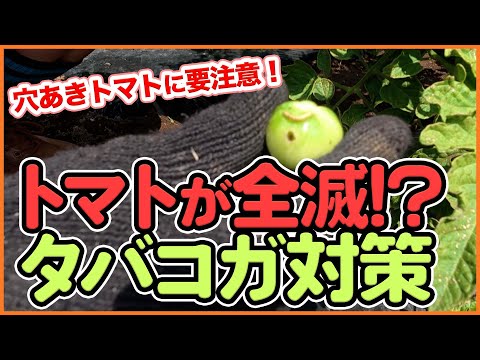 トマトが全滅の危機！？食害するタバコガの正体と効果的な予防対策を徹底解説！【農園ライフ】