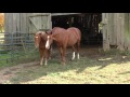 Animal Behavior and Learning