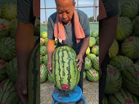 Amazing Harvest Big Watermelon Fruit #watermelon #fruit 🥝🥝🍈🍈🍉🍉