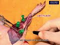 Frog Dissection and Nerve Function