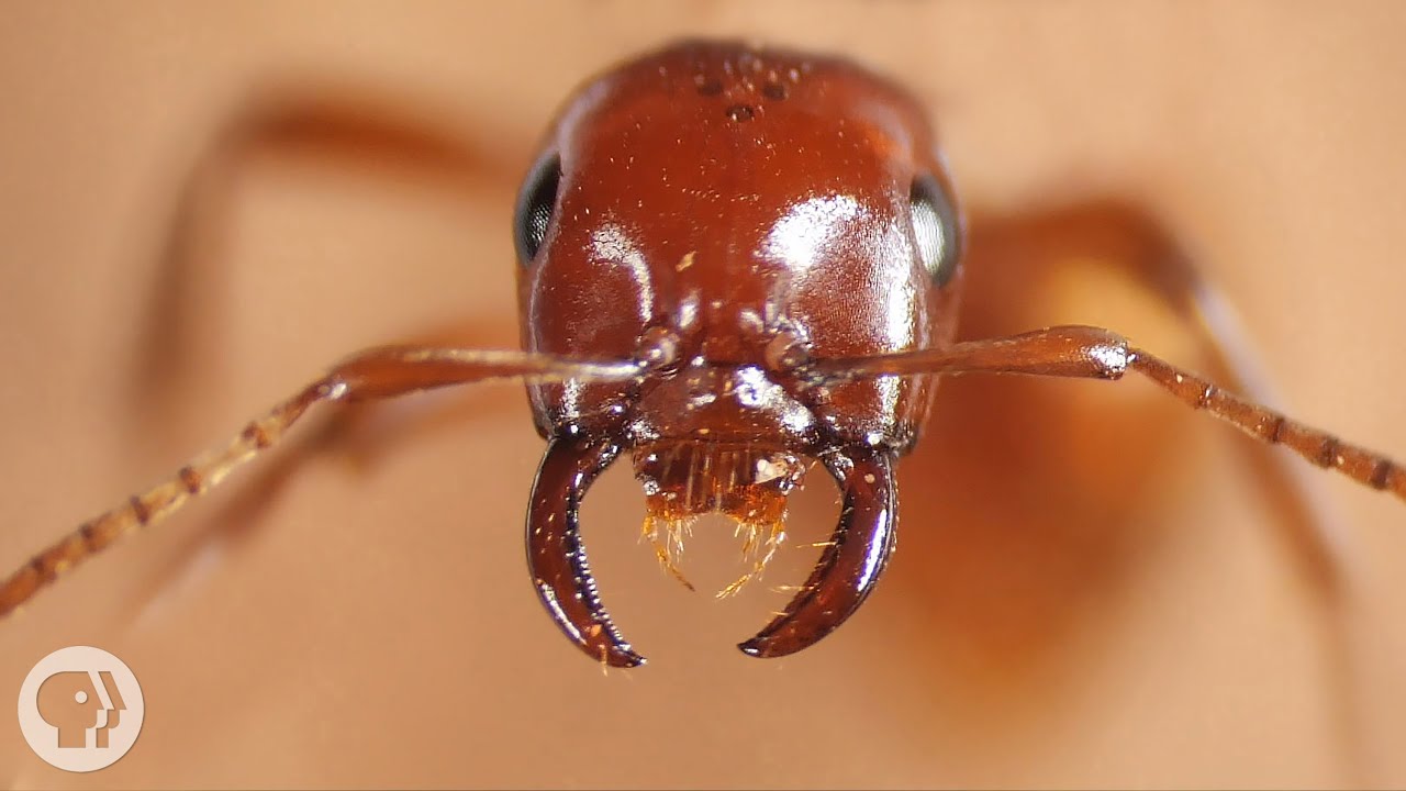 Kidnapper Ants Steal Other Ants' Babies - And Brainwash Them