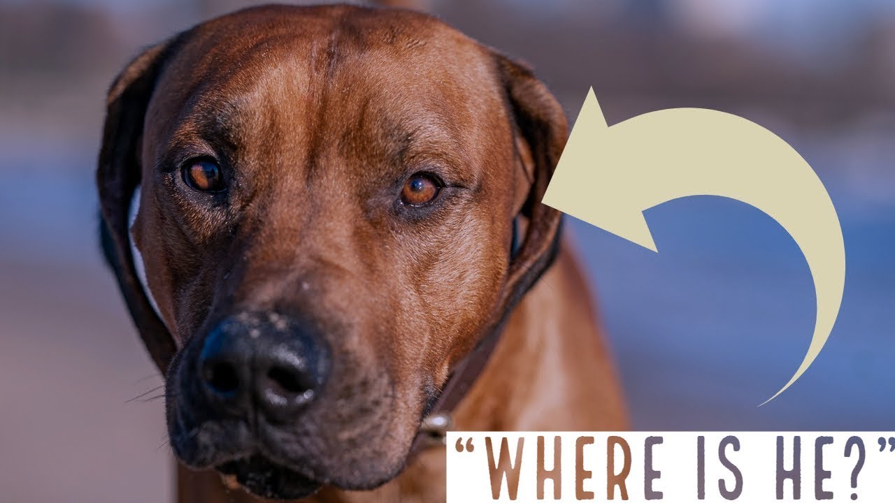 The Mystery of the Missing Rhodesian Ridgeback Video Thumbnail