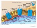 Cell Transport Mechanisms and Processes