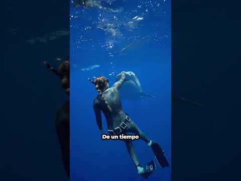 ¿Por Qué Tiburones Nunca Dejan De Moverse?