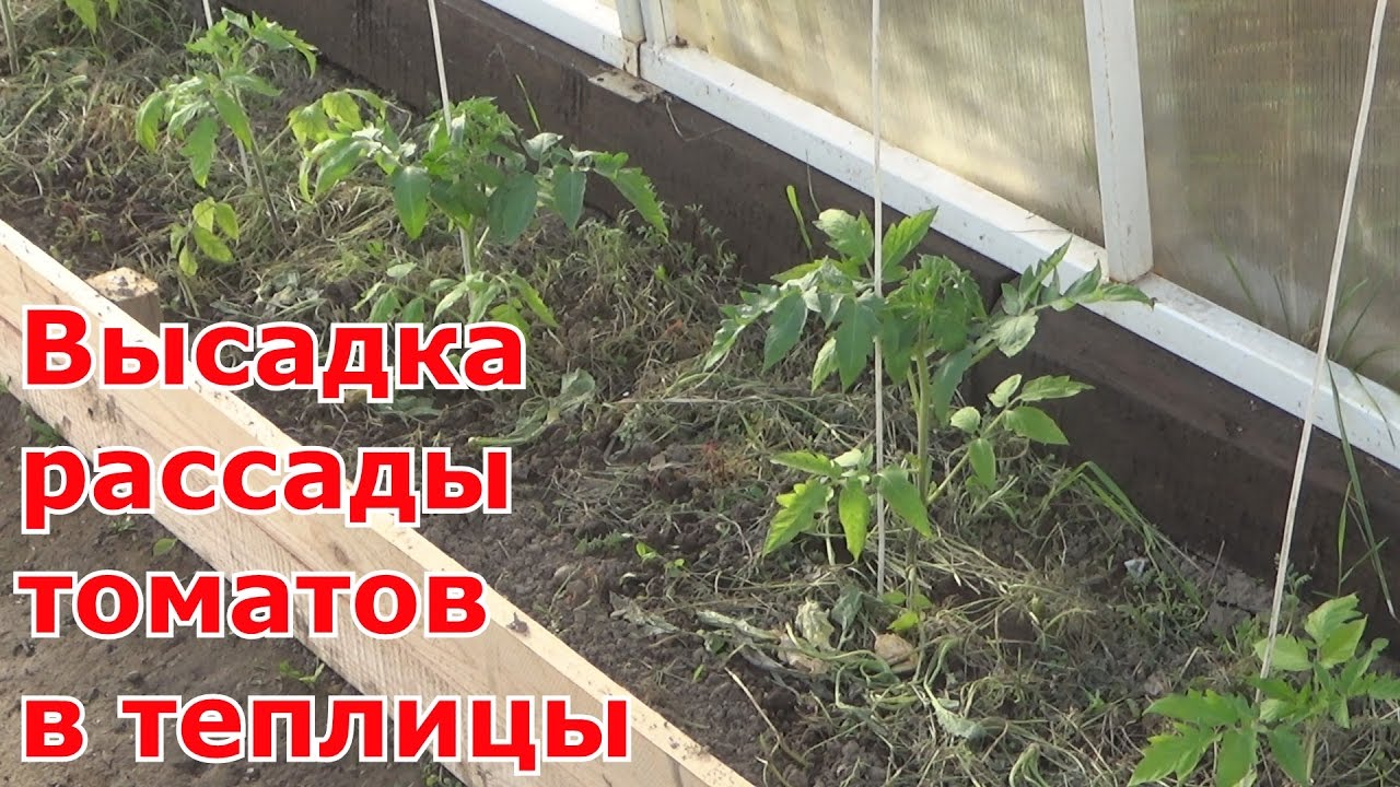 Мои секреты высадки томатов в разные теплицы после сидератов. Опоры для томатов и что положу в лунки