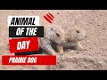 Prairie Dog Behavior and Ecology