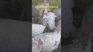 BEYAZ KANADA ANAÇ HİNDİ ÇİFTLİĞİ #kanadahindisi #devhindiler