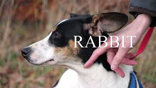 Bodeguero Rabbit sucht dringend eine Familie