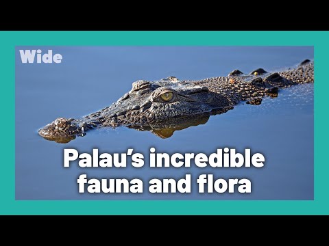 YouTube video thumbnail: The Splendid Islands of Palau