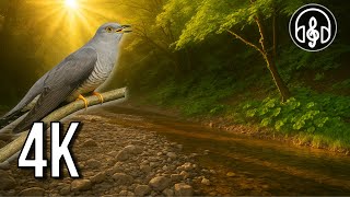 Gentle Sound of a Mountain River and Birdsong | 10 Hours in 4K UHD
