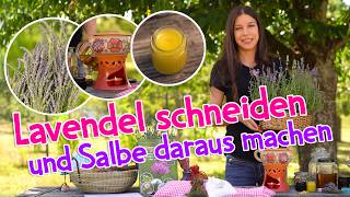 Lavendel schneiden im August 💜 Lavendelsalbe selber machen gegen Stiche, Juckreiz & trockene Haut