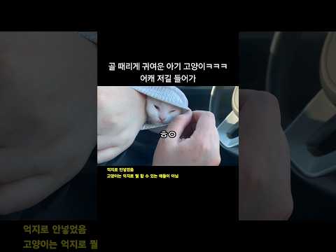 골때리게 귀여운 레전드 아기 고양이