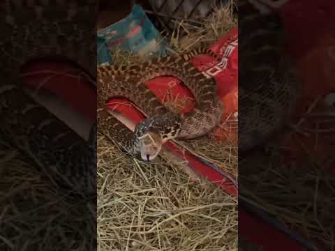 SNAKE in the BARN!