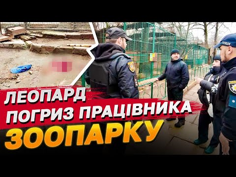 Леопард ледь не загриз до смерті працівника зоопарку в Одесі!