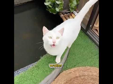 Have you ever seen an ecological fish tank like this?#pet #funny #shuorts