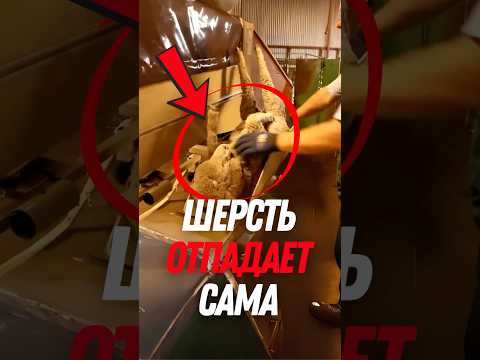 🐑 Шерсть слетает ЗА 1 секунду! 😱