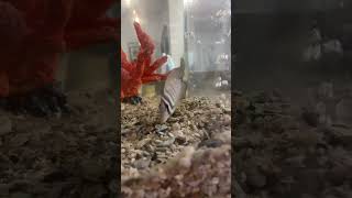 Strip fish