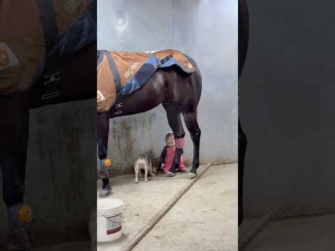 She loves taking care of her horse #fyp #viral #horse #love #healing #toddlers