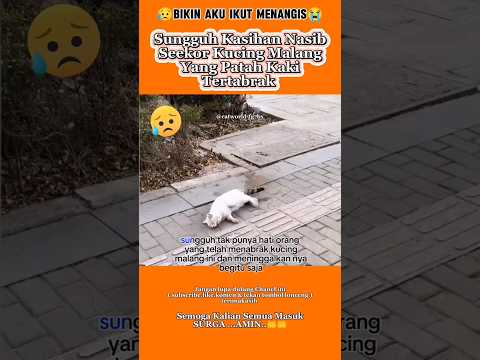 Kucing Anggora Tertabrak Hingga Patah Kaki😥 #kucing #funny #kitten #viral #shorts #short