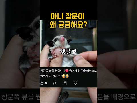 뭐요 창문이 왜요