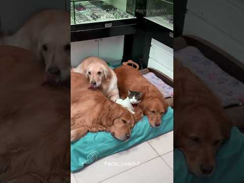 Dogs Love This Cat ππΆ