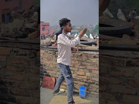 Baj Ne Insan Per Attack Kar Diya 😭 #reels #kabootarba #baj #kabutar #pigeon #youtubeshorts #viral