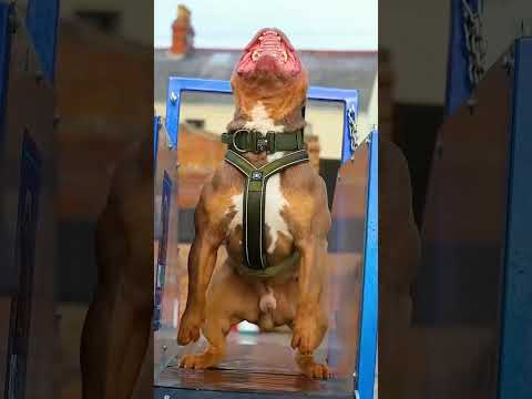 #??Pitbull vs Rottweiler fight short video ??#