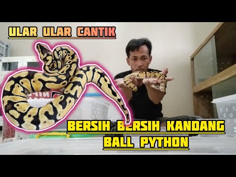 BERSIH BERSIH KANDANG ULAR